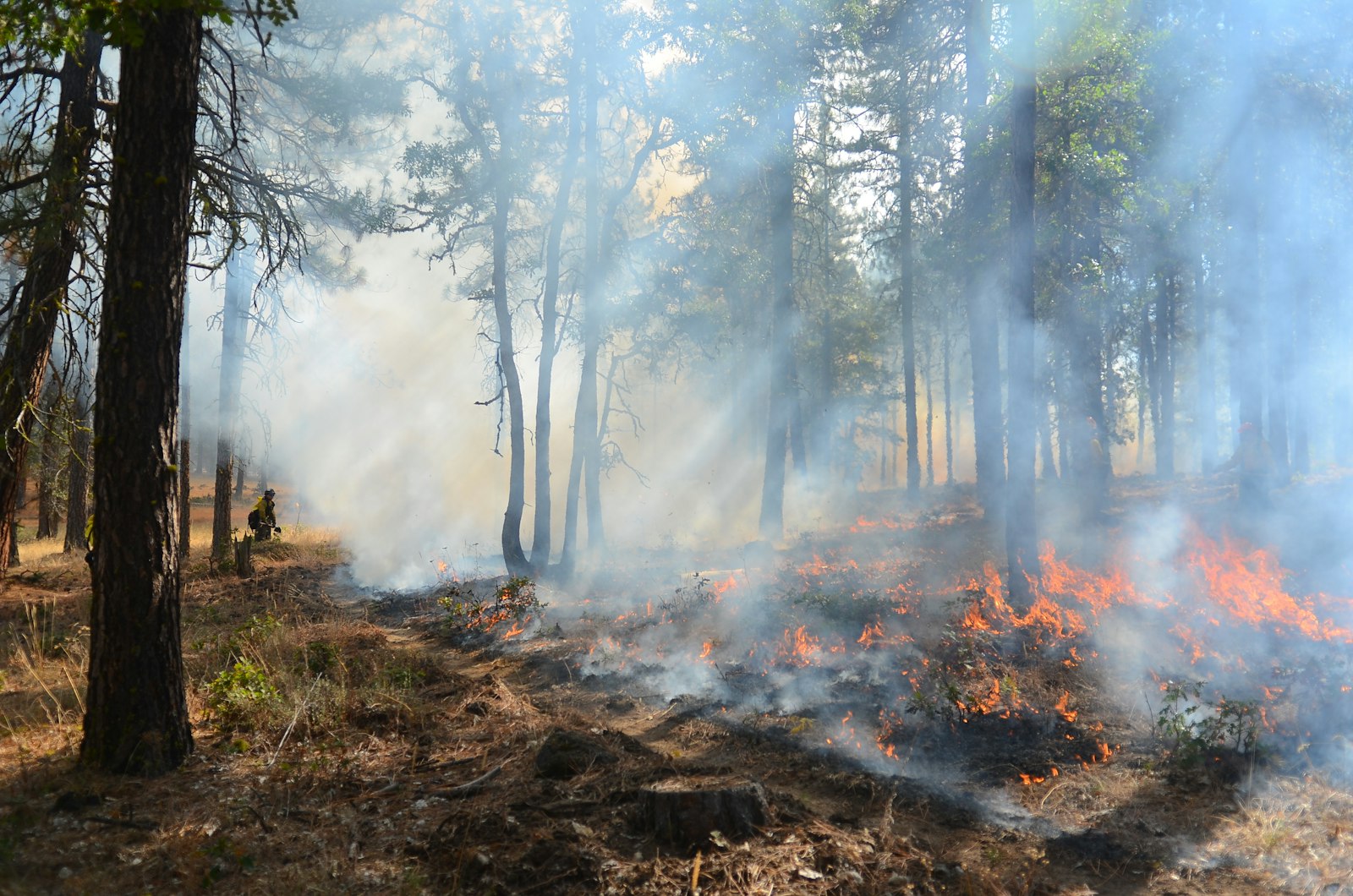 Fumée d'un feu de forêt détectée par caméra